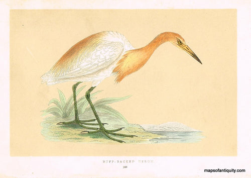 Antique-Hand-Colored-Engraved-Illustration-Buff-Backed-Heron-Morris-bird-Natural-History-Birds-1851-Morris-Maps-Of-Antiquity