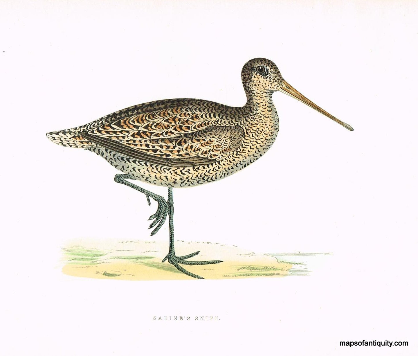 Antique-Hand-Colored-Engraved-Illustration-Sabine's-Snipe-Morris-bird-Natural-History-Birds-1851-Morris-Maps-Of-Antiquity