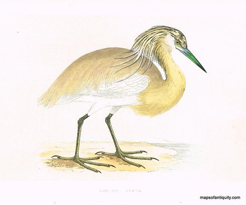 Antique-Hand-Colored-Engraved-Illustration-Squacoo-Heron-Morris-bird-Natural-History-Birds-1851-Morris-Maps-Of-Antiquity