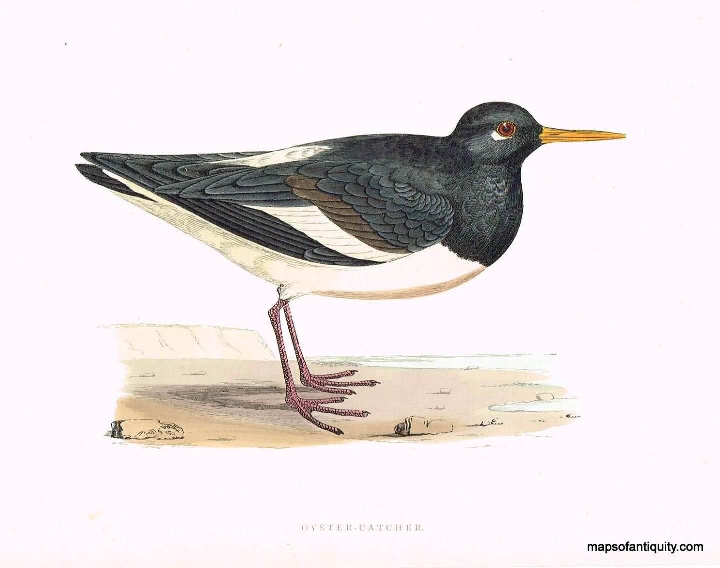 Antique-Hand-Colored-Engraved-Illustration-Oyster-Catcher-Morris-bird-Natural-History-Birds-1851-Morris-Maps-Of-Antiquity