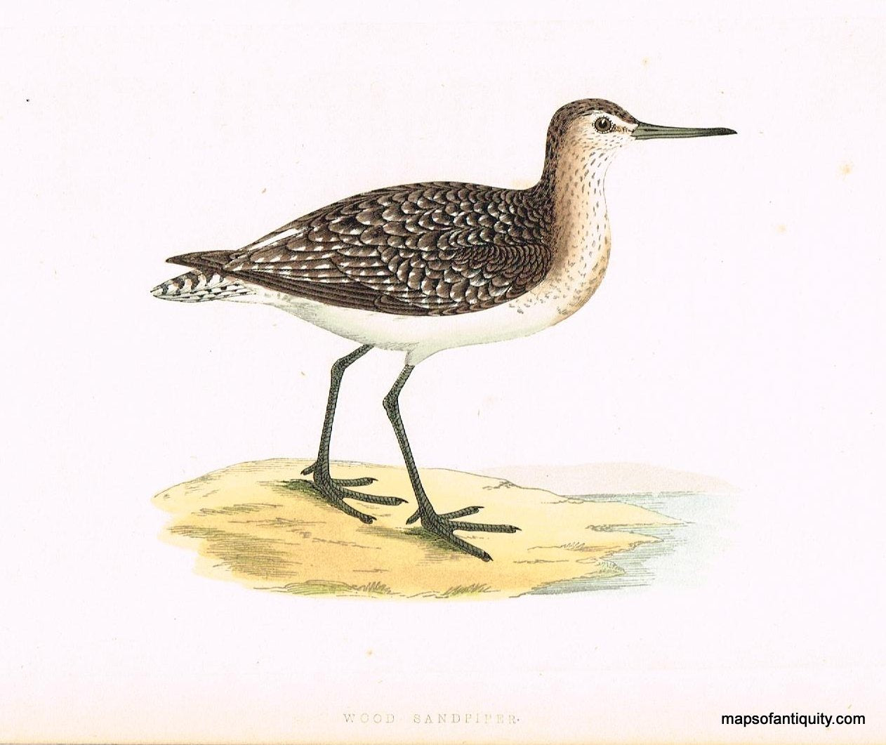 Antique-Hand-Colored-Engraved-Illustration-Wood-Sandpiper-Morris-bird-Natural-History-Birds-1851-Morris-Maps-Of-Antiquity