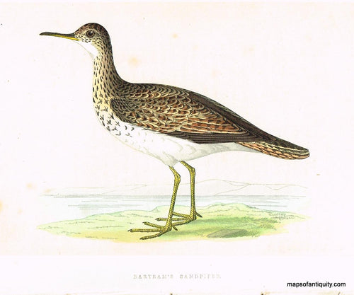 Antique-Hand-colored-engraved-Illustration-Bartram's-Sandpiper-Morris-bird-Natural-History-Birds-1851-Morris-Maps-Of-Antiquity
