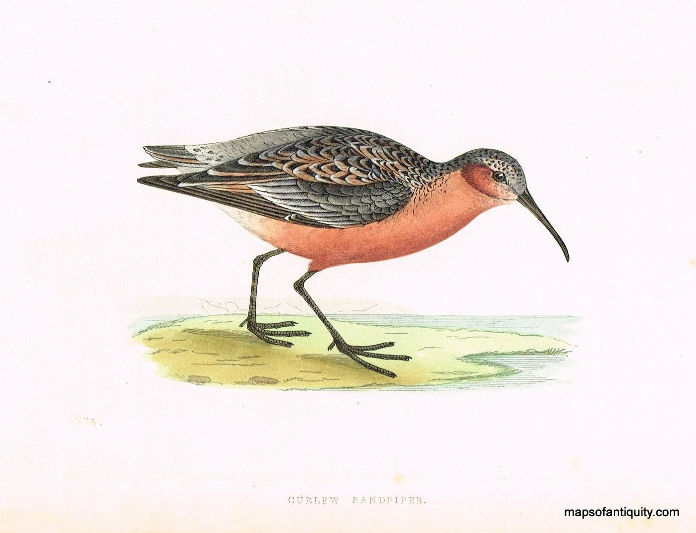 Antique-Hand-Colored-Engraved-Illustration-Curlew-Sandpiper-Morris-bird-Natural-History-Birds-1851-Morris-Maps-Of-Antiquity