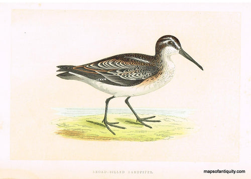 Antique-Hand-Colored-Engraved-Illustration-Broad-Billed-Sandpiper-Morris-bird-Natural-History-Birds-1851-Morris-Maps-Of-Antiquity