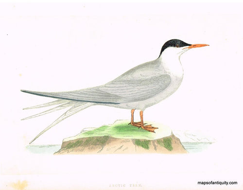 Antique-Hand-Colored-Engraved-Illustration-Arctic-Tern-Morris-bird-Natural-History-Birds-1851-Morris-Maps-Of-Antiquity