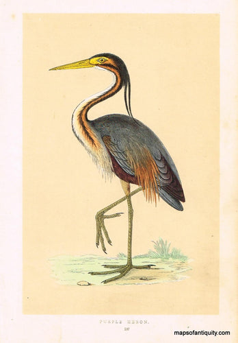 Antique-Hand-Colored-Engraved-Illustration-Purple-Heron-Morris-bird-Natural-History-Birds-1851-Morris-Maps-Of-Antiquity
