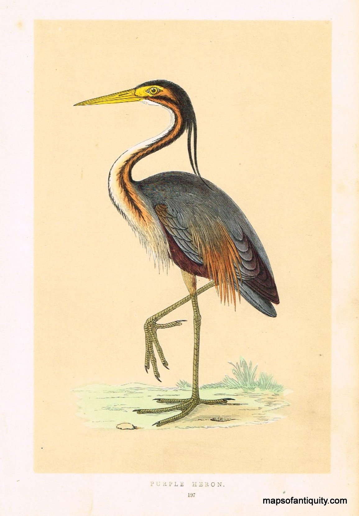 Antique-Hand-Colored-Engraved-Illustration-Purple-Heron-Morris-bird-Natural-History-Birds-1851-Morris-Maps-Of-Antiquity
