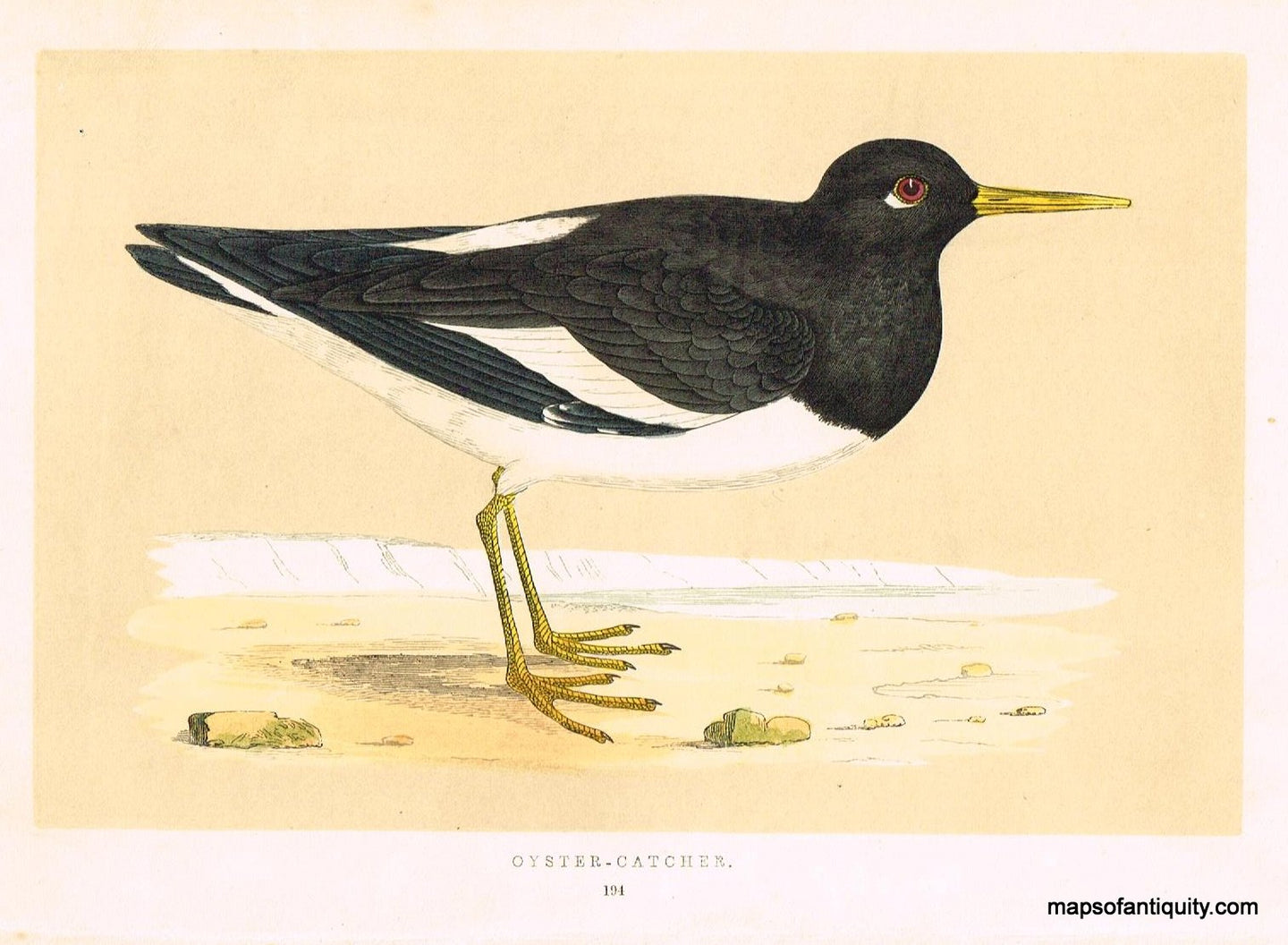 '-Oyster-Catcher-Morris-bird-Natural-History-Birds-1851-Morris-Maps-Of-Antiquity