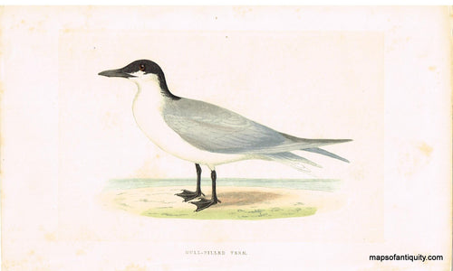 Antique-Hand-Colored-Engraved-Illustration-Gull-Billed-Tern-Morris-bird-Natural-History-Birds-1851-Morris-Maps-Of-Antiquity