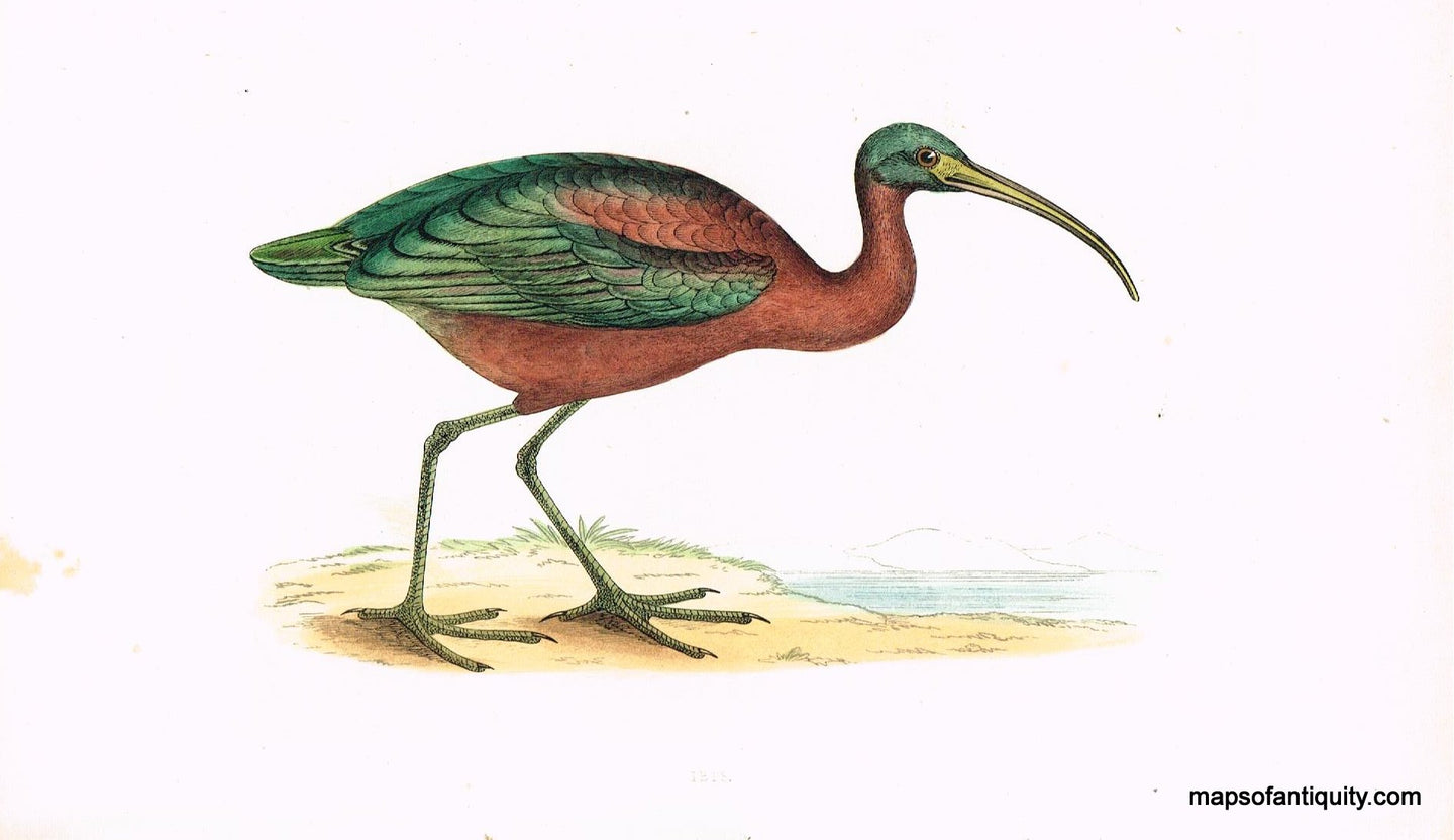 Antique-Hand-Colored-Engraved-Illustration-Ibis-Morris-bird-Natural-History-Birds-1851-Morris-Maps-Of-Antiquity