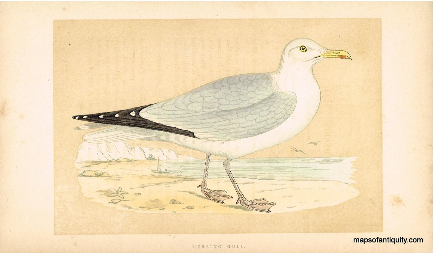 Antique-Hand-Colored-Engraved-Illustration-Herring-Gull-Morris-bird-Natural-History-Birds-1851-Morris-Maps-Of-Antiquity