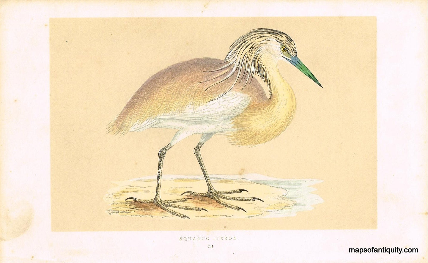 Antique-Hand-Colored-Engraved-Illustration-Squacco-Heron-Morris-bird-Natural-History-Birds-1851-Morris-Maps-Of-Antiquity