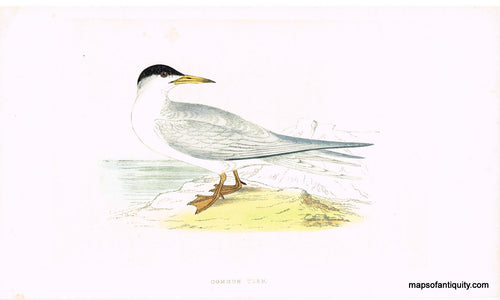 Antique-Hand-Colored-Engraved-Illustration-Common-Tern-Morris-bird-Natural-History-Birds-1851-Morris-Maps-Of-Antiquity