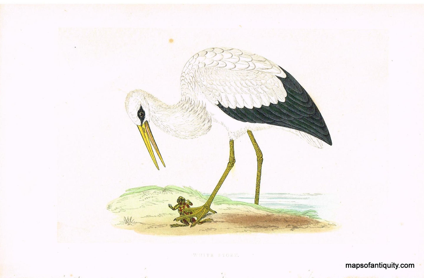 Antique-Hand-Colored-Engraved-Illustration-White-Stork-Morris-bird-Natural-History-Birds-1851-Morris-Maps-Of-Antiquity