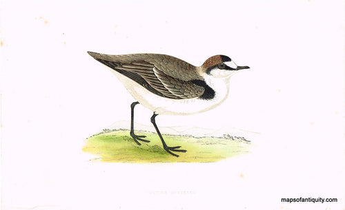 Antique-Hand-Colored-Engraved-Illustration-Kentish-Dotterel-Morris-bird-Natural-History-Birds-1851-Morris-Maps-Of-Antiquity
