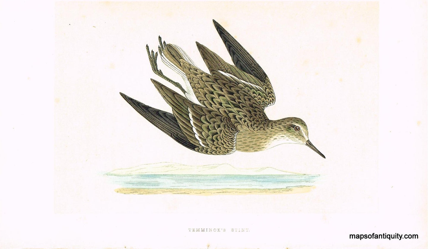 Antique-Hand-Colored-Engraved-Illustration-Temminck's-Stint-Morris-bird-Natural-History-Birds-1851-Morris-Maps-Of-Antiquity