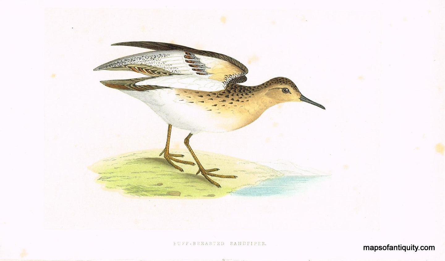 Antique-Hand-Colored-Engraved-Illustration-Buff-Breasted-Sandpiper-Morris-bird-Natural-History-Birds-1851-Morris-Maps-Of-Antiquity