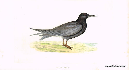 Antique-Hand-Colored-Engraved-Illustration-Black-Tern-Morris-bird-Natural-History-Birds-1851-Morris-Maps-Of-Antiquity