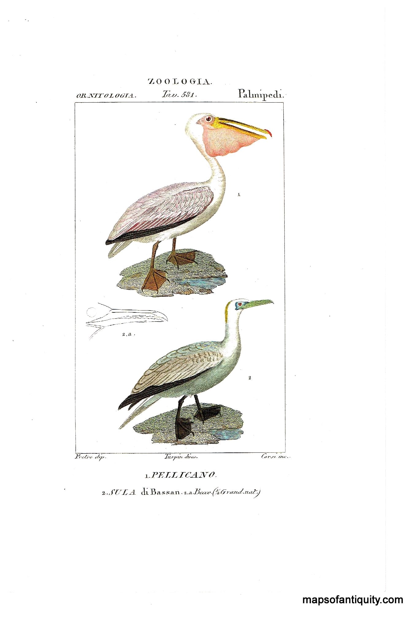'-Pelican-Turpin-bird-**********-Natural-History-Birds---Maps-Of-Antiquity