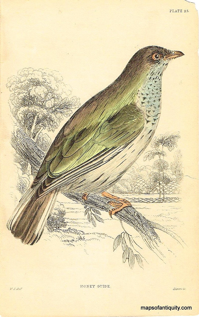 '-Honey-Guide-Pl.-25-Natural-History-Birds-1840-Jardine-Maps-Of-Antiquity