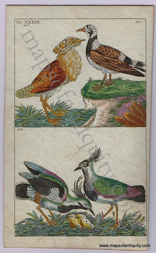 Antique-Hand-Colored-Engraved-Illustration-Antique-Bird-Print-1799-Wilhelm-1700s-18th-century-Maps-of-Antiquity