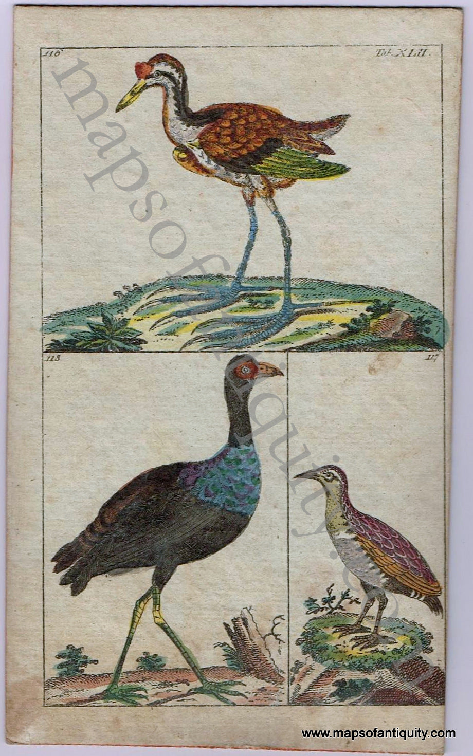 Antique-Hand-Colored-Engraved-Illustration-Antique-Bird-Print-1799-Wilhelm-1700s-18th-century-Maps-of-Antiquity