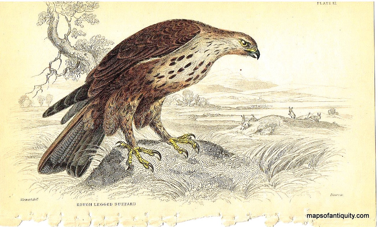 '-Rough-Legged-Buzzard-Pl.-17-Natural-History-Birds-1834-Jardine-Maps-Of-Antiquity