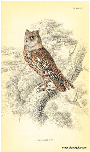 '-Scops-Eared-Owl-Pl.-33-Natural-History-Birds-1834-Jardine-Maps-Of-Antiquity