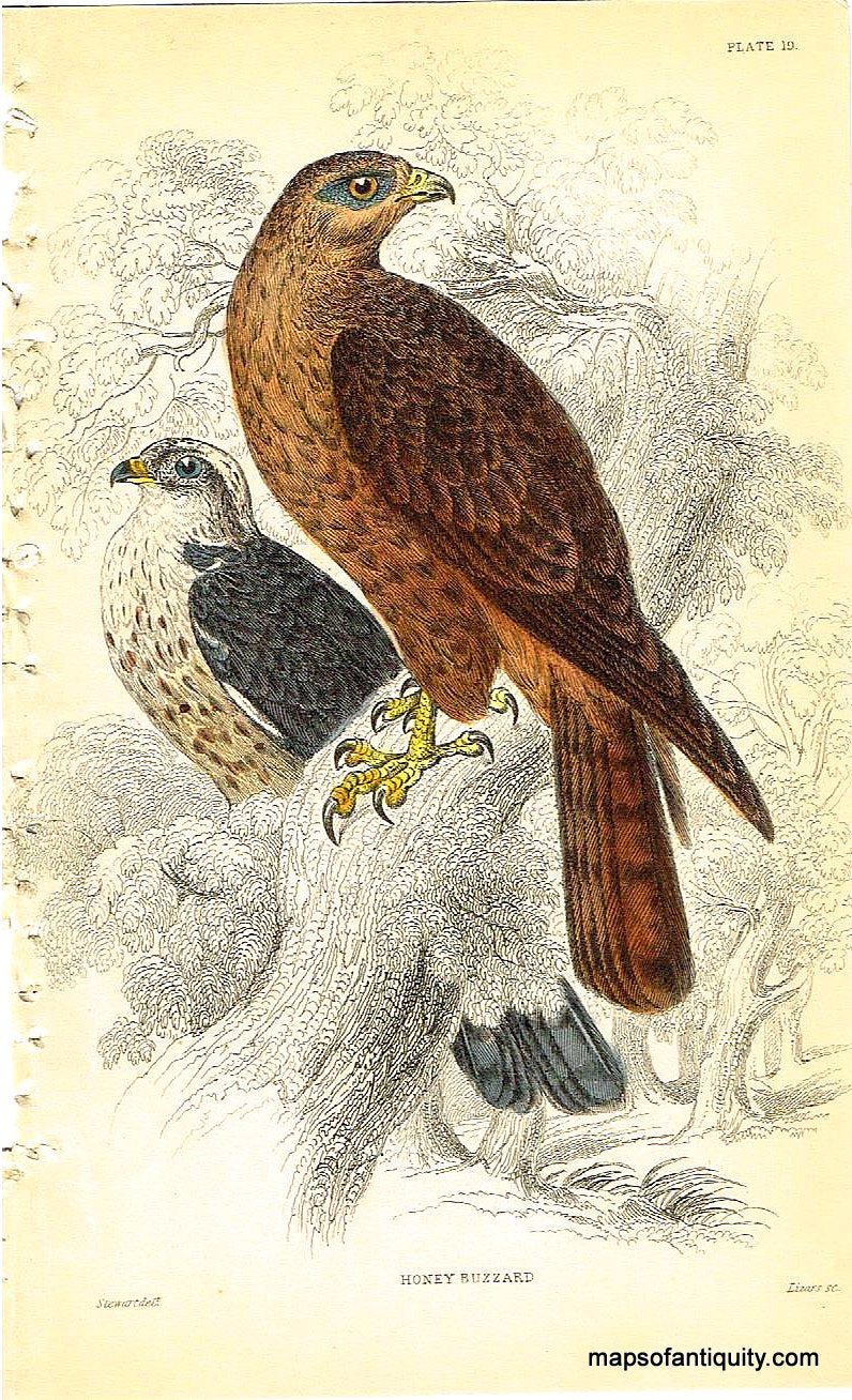 '-Honey-Buzzard-Pl.-19-Natural-History-Birds-1834-Jardine-Maps-Of-Antiquity
