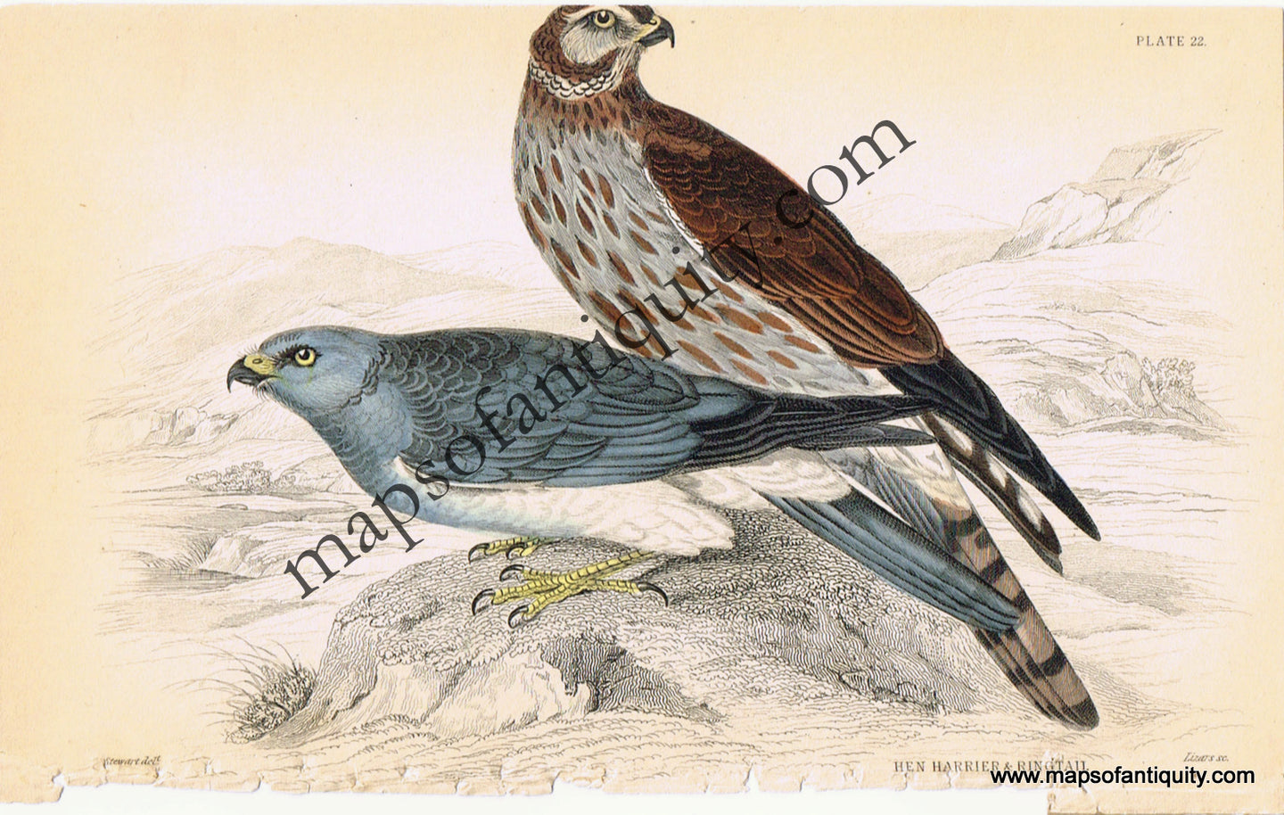 '-Hen-Harrier-Ring-Tail-Pl.-22-Natural-History-Birds-1834-Jardine-Maps-Of-Antiquity