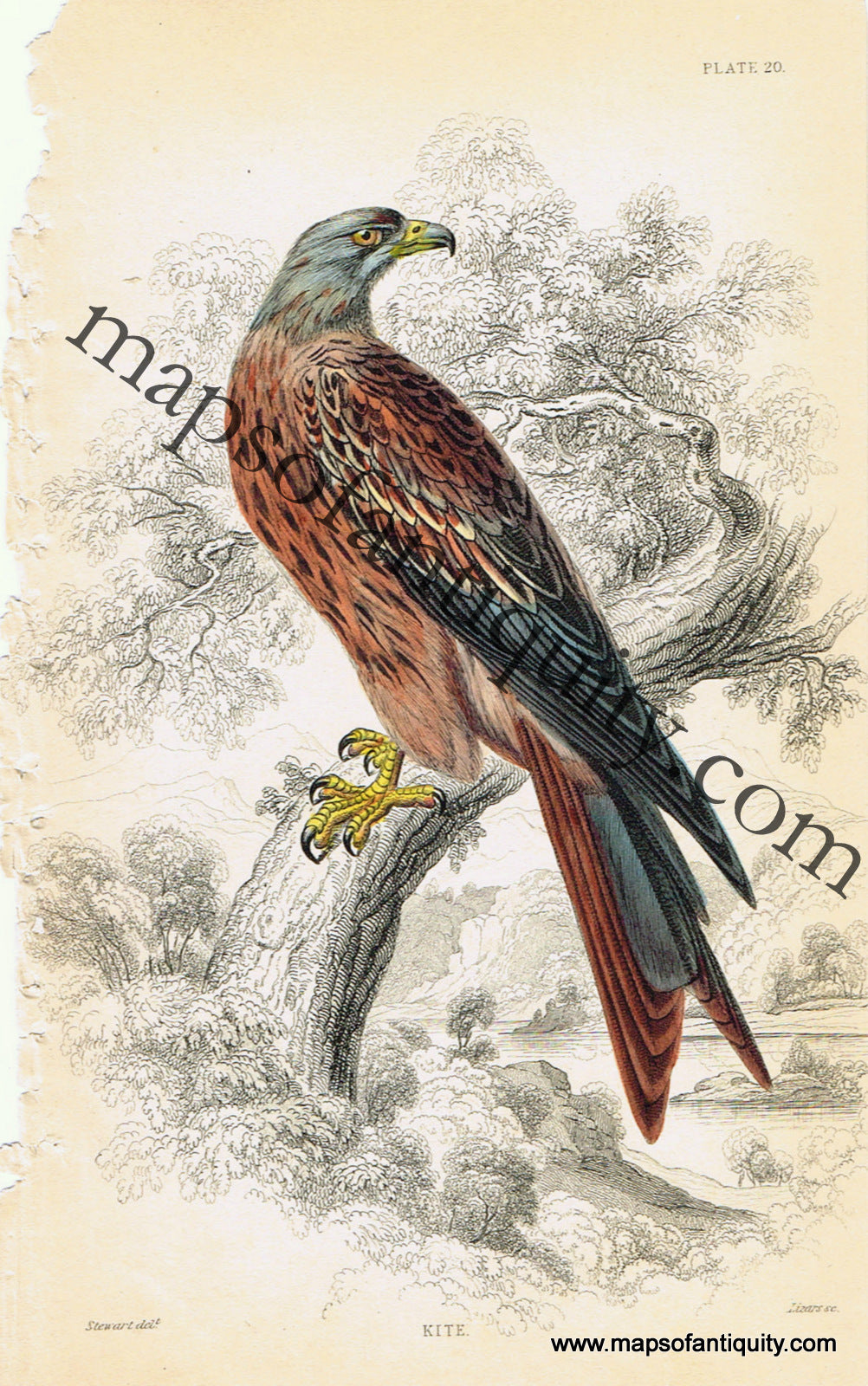 '-Kite-Pl.-20-Natural-History-Birds-1834-Jardine-Maps-Of-Antiquity