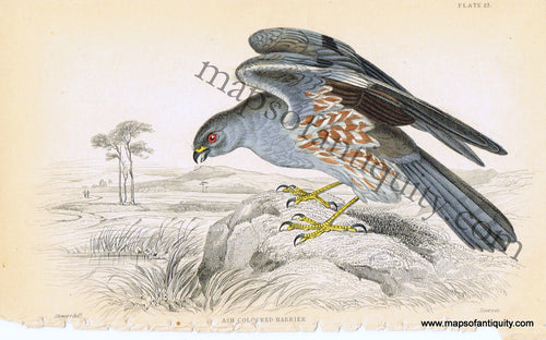 '-Ash-Coloured-Harrier-Pl.-23-Natural-History-Birds-1834-Jardine-Maps-Of-Antiquity
