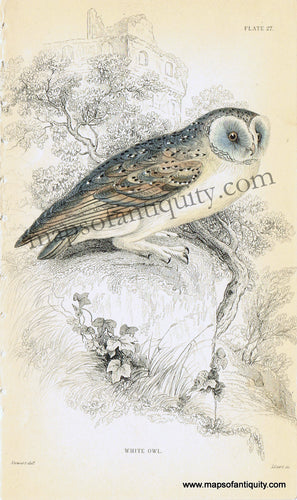 '-White-Owl-Pl.-27-Natural-History-Birds-1834-Jardine-Maps-Of-Antiquity