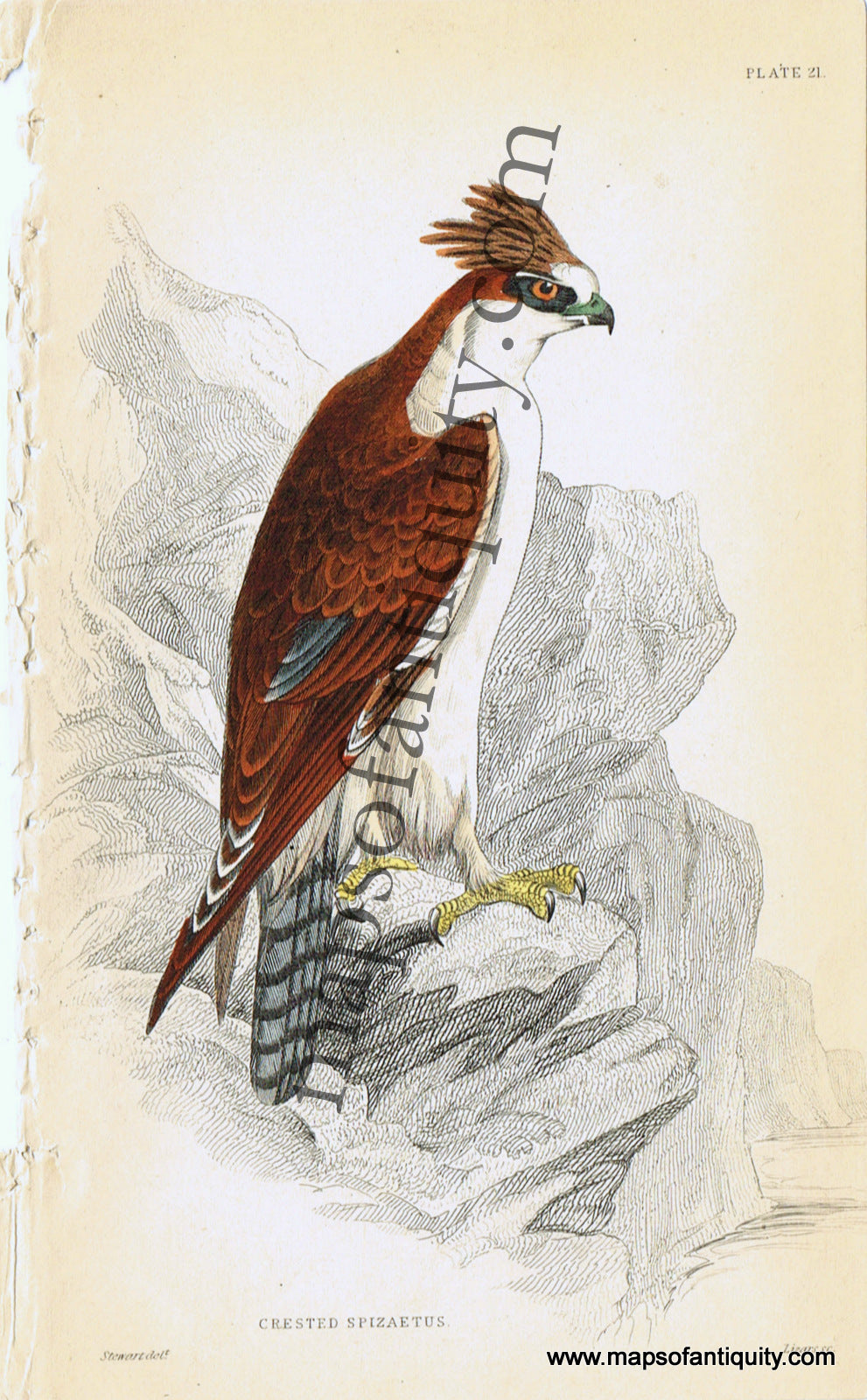 '-Crested-Spizaetus-Pl.-21-Natural-History-Birds-1834-Jardine-Maps-Of-Antiquity