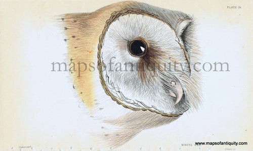 '-White-Owl-head-Pl.-26-Natural-History-Birds-1834-Jardine-Maps-Of-Antiquity
