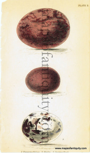 '-Hawk-eggs-Pl.-2-Natural-History-Birds-1834-Jardine-Maps-Of-Antiquity
