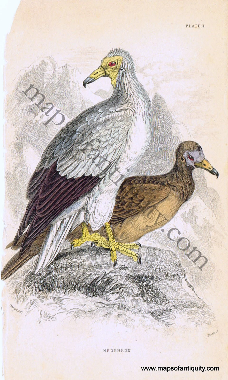 '-Neophron-Pl.-1-Natural-History-Birds-1834-Jardine-Maps-Of-Antiquity