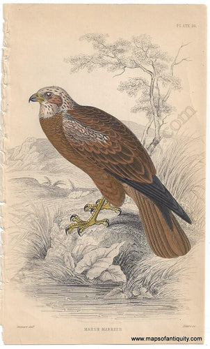 Antique-Print-Prints-Illustration-Natural-History-Diagram-Marsh-Harrier-Pl.-24