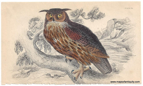 Antique-Print-Prints-Illustration-Natural-History-Diagram-Eagle-Owl-Pl.-32