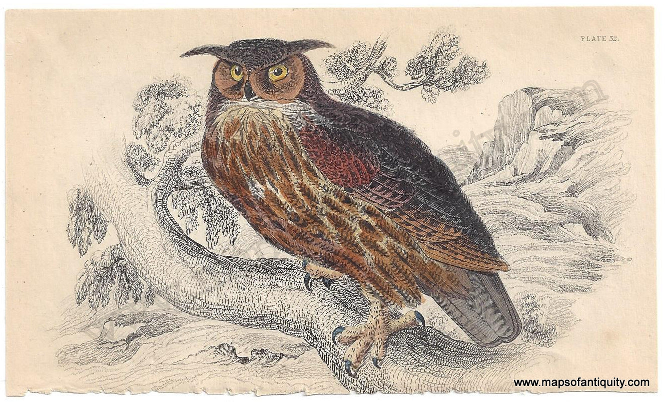 Antique-Print-Prints-Illustration-Natural-History-Diagram-Eagle-Owl-Pl.-32