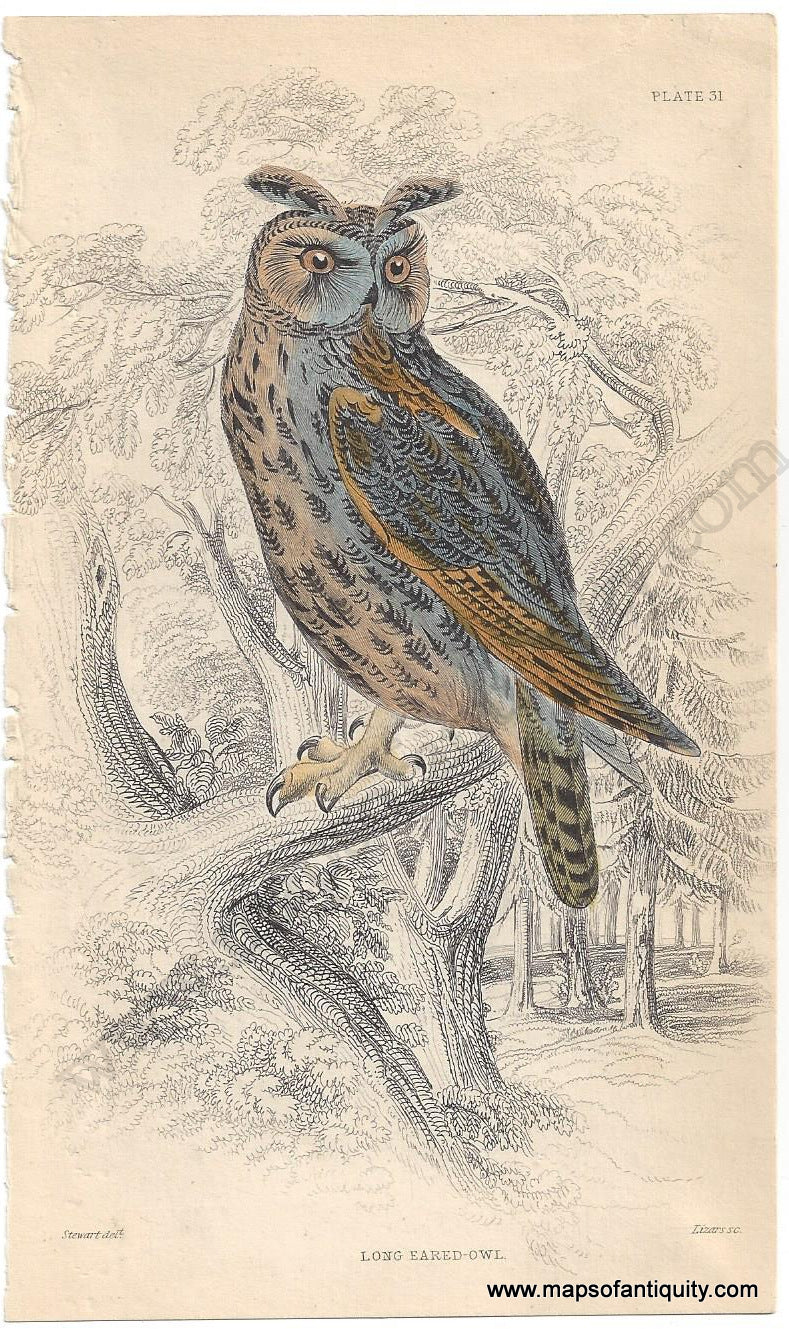 Antique-Print-Prints-Illustration-Natural-History-Diagram-Long-Eared-Owl-Pl-31