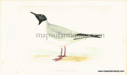 Antique-Hand-Colored-Engraved-Illustration-Buonaparte's-Gull-Morris-bird-Natural-History-Birds-1851-Morris-Maps-Of-Antiquity