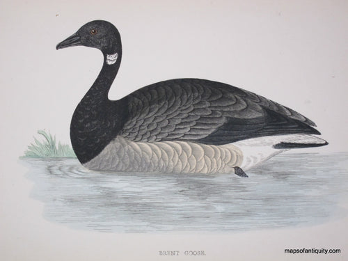 Lithograph-Brent-Goose-Birds--1851-1857-Morris-Maps-Of-Antiquity