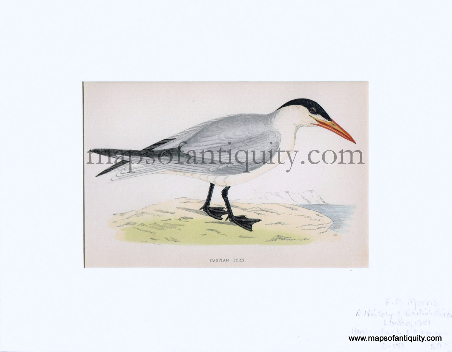 Lithograph-Caspian-Tern-Birds--1851-1857-Morris-Maps-Of-Antiquity