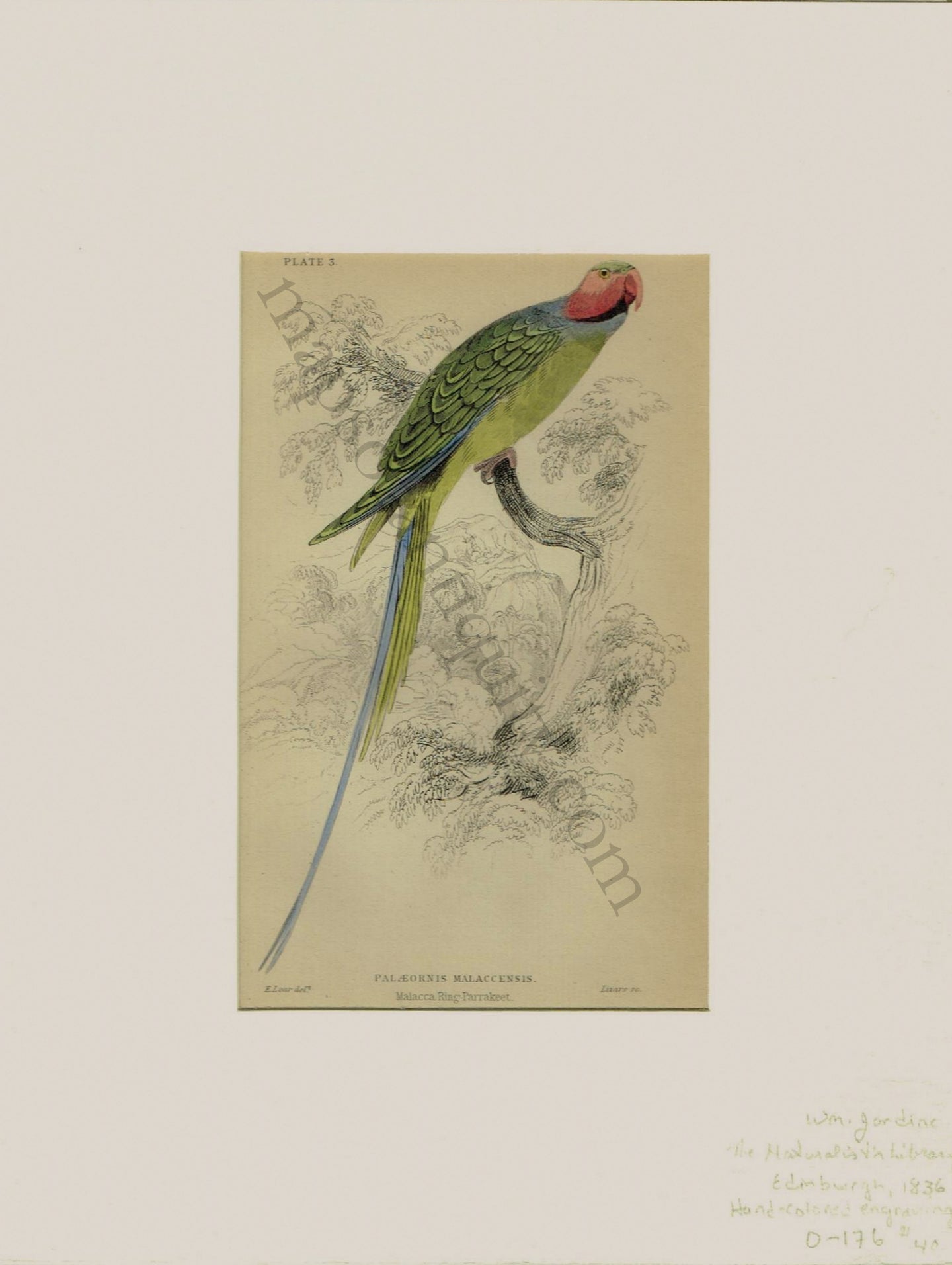 Antique-Print-Prints-Illustration-Illustrations-Natural-History-Palaeornis-Malaccensis-Malacca-Ring-Parrakeet-Parakeet-Bird-Birds