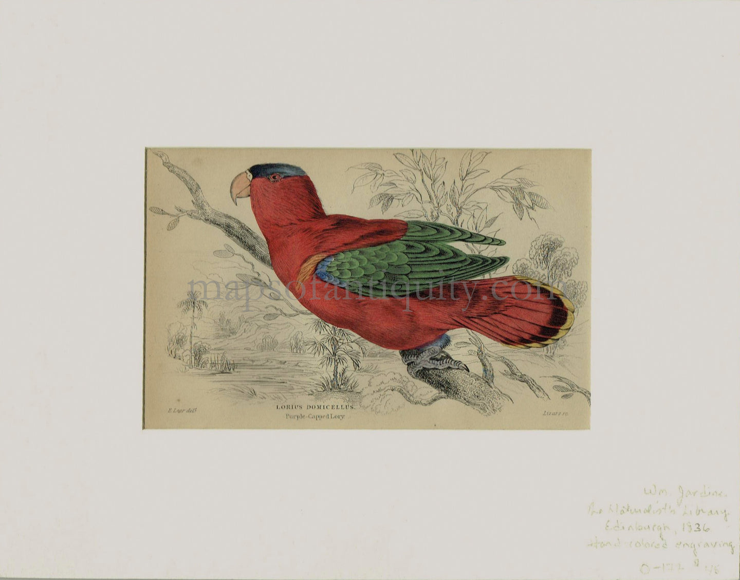 Antique-Print-Prints-Illustration-Illustrations-Natural-History-Lorius-Domicellus-Purple-Capped-Naped-Lory-Bird-Birds