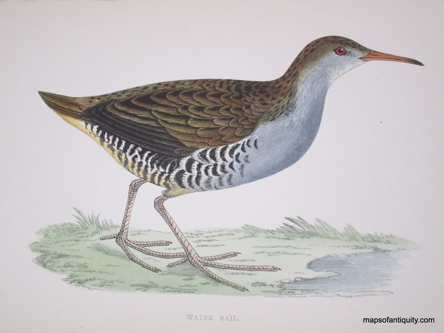 Lithograph-Water-Rail-****-Birds--1851-1857-Morris-Maps-Of-Antiquity