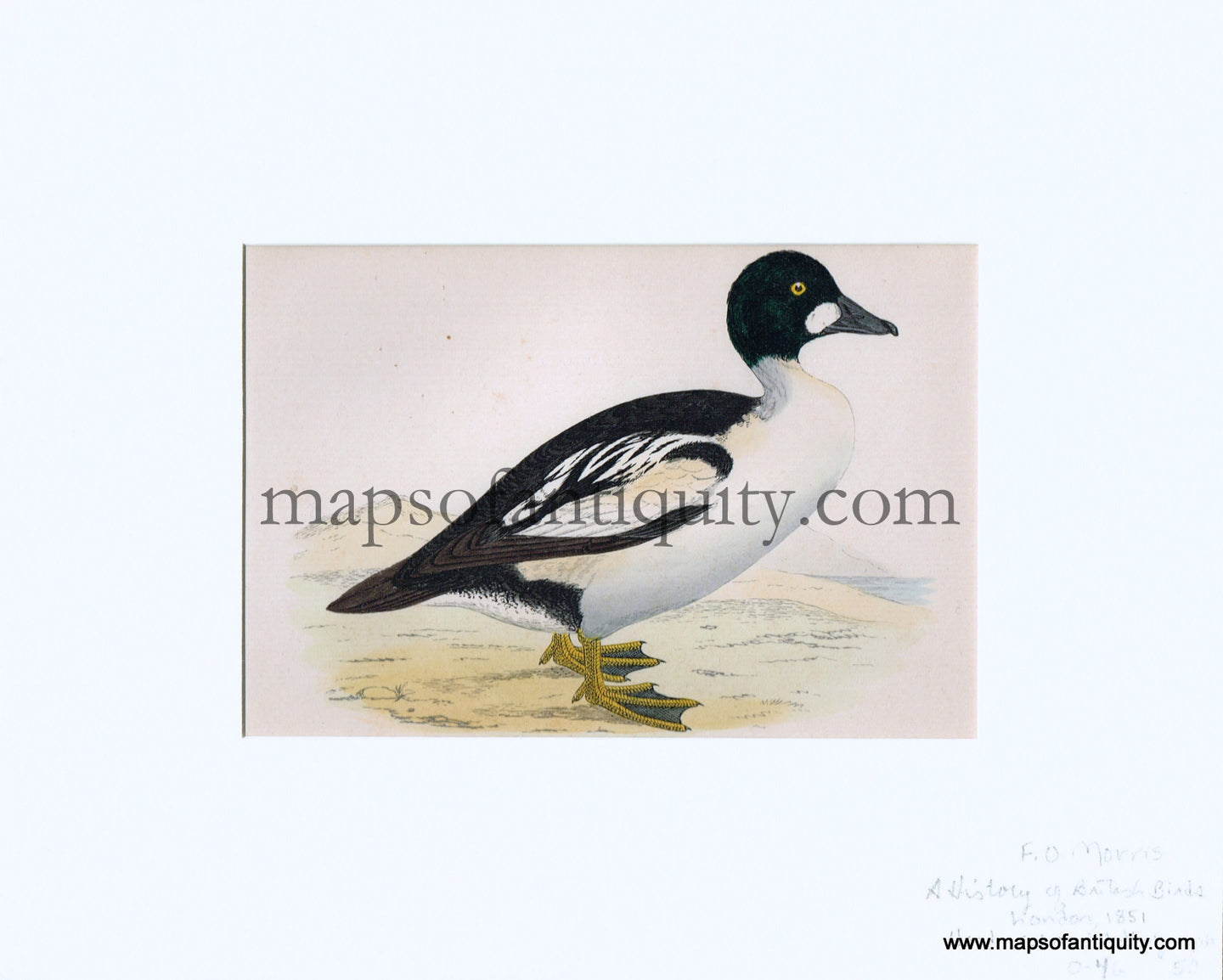 Lithograph-Golden-eye-Birds--1851-1857-Morris-Maps-Of-Antiquity