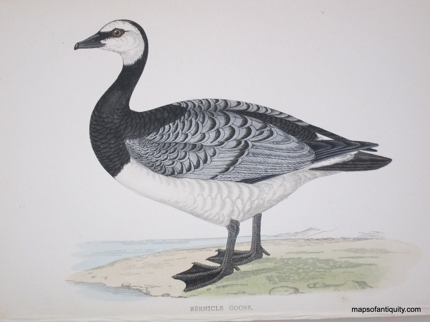 Lithograph-Bernicle-Goose-Birds--1851-1857-Morris-Maps-Of-Antiquity