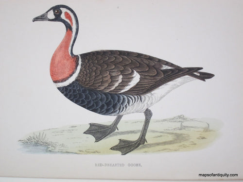 Lithograph-Red-breasted-Goose-Birds--1851-1857-Morris-Maps-Of-Antiquity